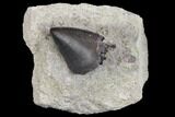Serrated, Allosaurus Tooth Tip - Colorado #152070-1